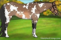 Horse Color:White Spotted Buckskin