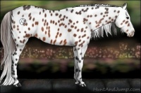 Horse Color:Bay Appaloosa 