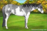 Horse Color:Blue Roan Splash 