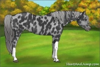 Horse Color:Black Appaloosa 