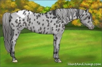 Horse Color:Black Appaloosa 