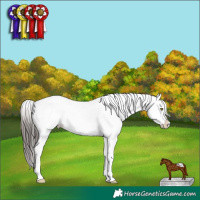 Horse Color:White Spotted Amber Champagne Dun Splash 