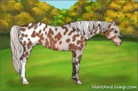 Horse Color:Silver Bay Appaloosa 
