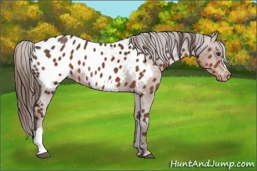 Horse Color:Liver Chestnut Appaloosa 
