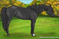 Horse Color:Black Rabicano 
