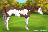 Horse Color:Chestnut Splash Frame
