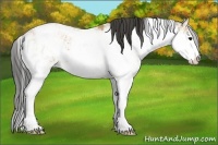Horse Color:Buckskin Sabino