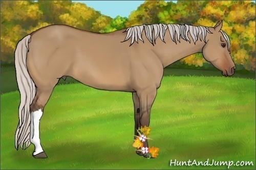 Horse Color:Silver Bay Dun 