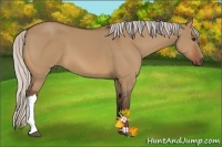 Horse Color:Silver Bay Dun