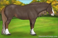 Horse Color:Liver Red Roan Sabino Splash 