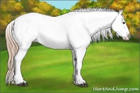 Horse Color:Liver Chestnut Appaloosa
