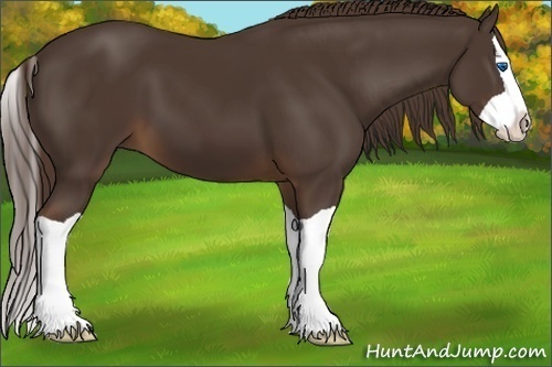 Horse Color:Liver Chestnut Splash 