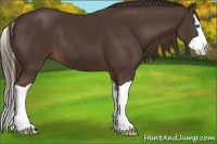 Horse Color:Liver Chestnut Splash 