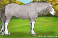 Horse Color:Liver Chestnut Sabino Splash Varnish 