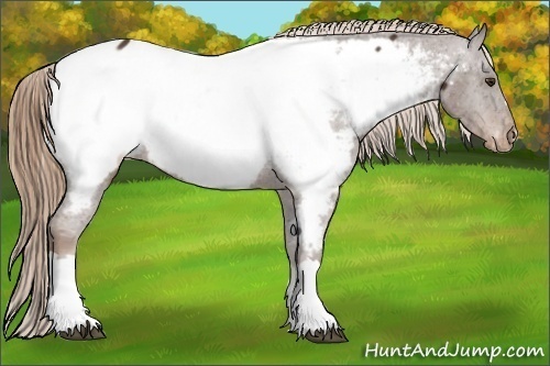 Horse Color:Liver Chestnut Near Fewspot 