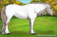 Horse Color:Liver Chestnut Appaloosa 