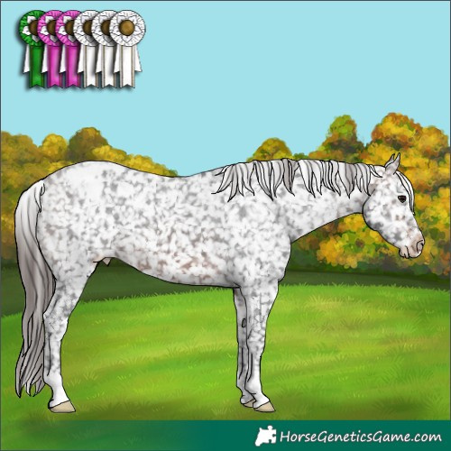Horse Color:Brown Appaloosa 