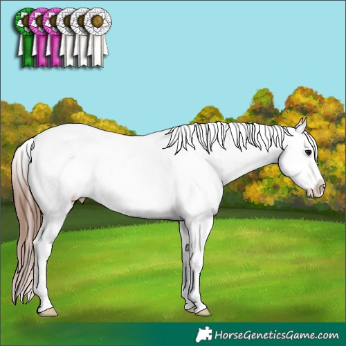 Horse Color:Brown Appaloosa 