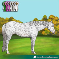 Horse Color:Brown Appaloosa