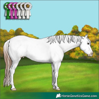 Horse Color:Brown Appaloosa 