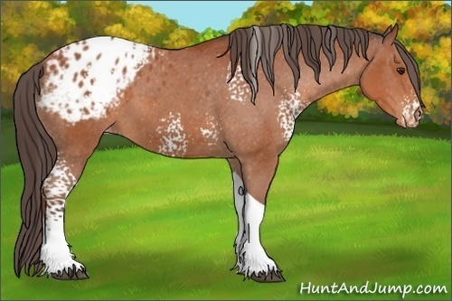 Horse Color:White Spotted Bay Tobiano Blanket 