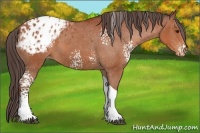 Horse Color:White Spotted Bay Tobiano Appaloosa 