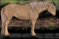 Horse Color:Palomino 