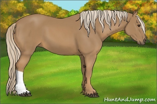 Horse Color:Palomino