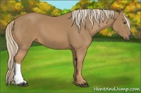 Horse Color:Palomino