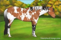 Horse Color:White Spotted Bay 