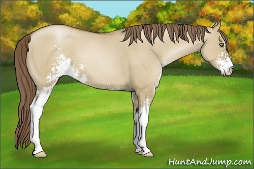 Horse Color:Grullo Pearl Sabino