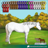 Horse Color:Grullo Pearl Sabino