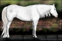 Horse Color:Chocolate Palomino Pearl Appaloosa