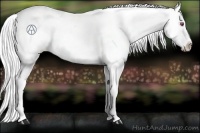 Horse Color:Silver Buckskin Chinchilla Appaloosa 
