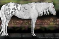 Horse Color:Silver Black Chinchilla Ice Appaloosa 