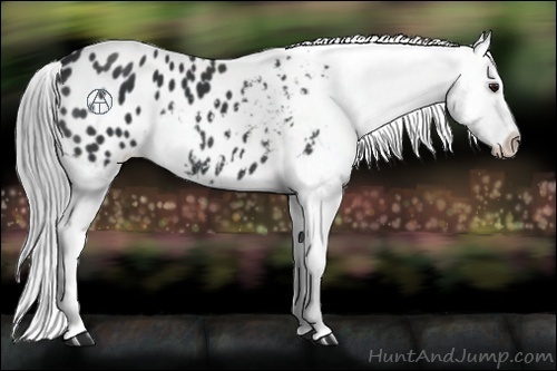 Horse Color:Black Chinchilla Appaloosa