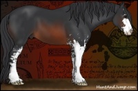 Horse Color:Brown Sabino