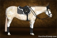 Horse Color:Bay Pearl Dun Sabino
