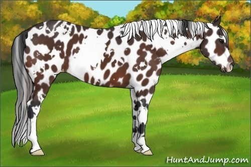 Horse Color:White Spotted Bay Appaloosa 