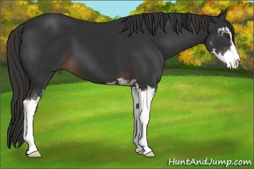 Horse Color:Liver Chestnut Sabino 