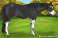 Horse Color:Liver Chestnut Sabino