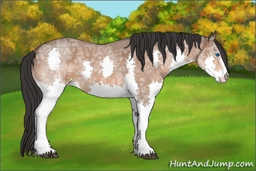 Horse Color:Bay Ice Roan Splash 