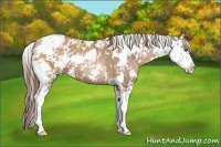 Horse Color:Black Pearl Sabino