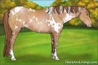 Horse Color:White Spotted Bay Pearl