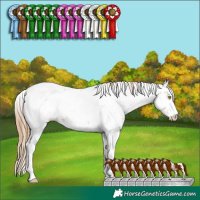 Horse Color:Bay Pearl Sabino 