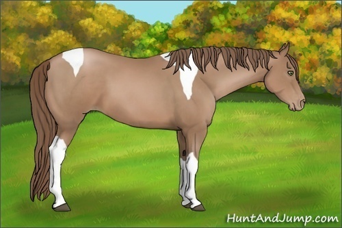 Horse Color:Black Pearl Tobiano 