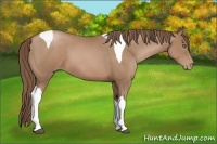 Horse Color:Black Pearl Tobiano