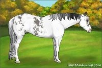 Horse Color:Grullo Sabino Rabicano