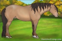 Horse Color:Amber Champagne 