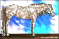 Horse Color:White Spotted Liver Chestnut Ice Pearl Appaloosa